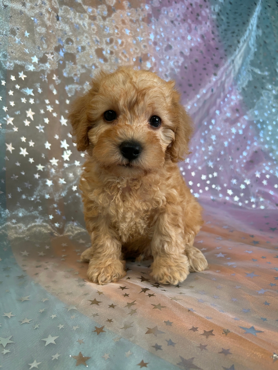 Schnoodle Male DOB 7-31-2025 for Sale $950